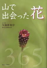 山で出会った花